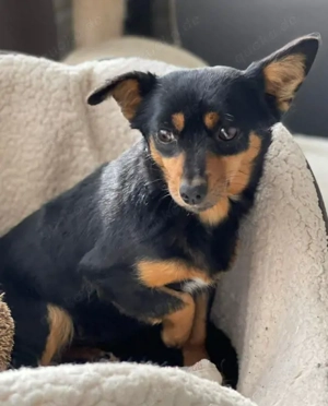 JENNY - sucht ihren sicheren Hafen (wartet in Rumänien)