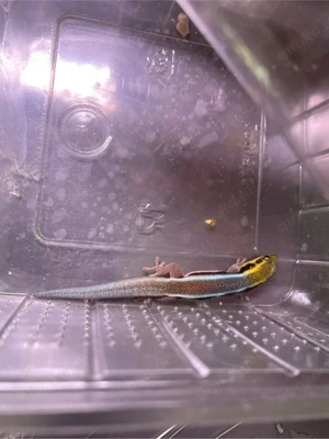 Verkaufe Phelsuma Klemmeri 