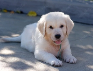    Wunderschöner Golden Retriever Welpe   Liebevoll & Verspielt