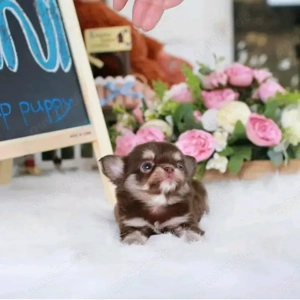 Teacup-Chihuahua-Welpe