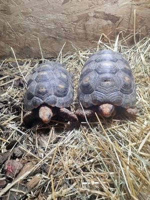 Panther- Köhlerschildkröten 