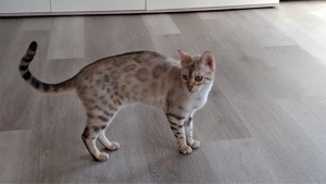 Zwei wunderschöne Bengal Katzen (Weibchen) mit Stammbaum abzugeben
