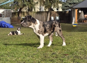 American Bullys xl Hündinnen
