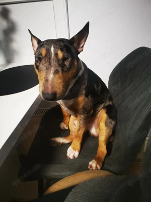 Miniatur bullterrier Rüde 