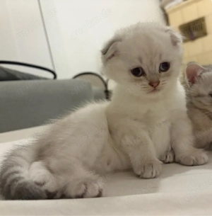 Süßes weißes Kätzchen sucht ein liebevolles Zuhause 