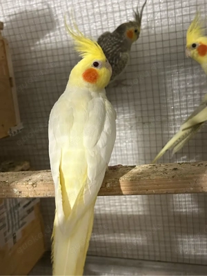 Nymphensittiche 4 Stück (Weißkopf &Lutino)