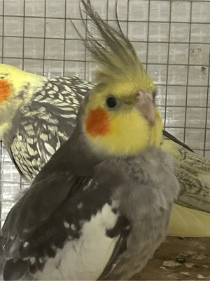 Nymphensittiche 2 Stück