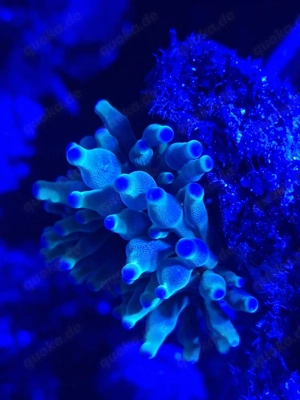 Korallen mini  Blasen - Anemone mit blauen Spitzen 