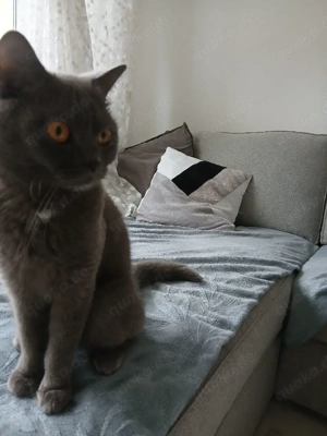 Katzenbabys Britisch Kurzhaar