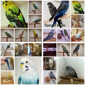 Wellensittiche, Blackface, Blackwing, Rainbows 