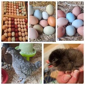 Küken Kücken Hühner Huhn Henne Hahn Bild 3