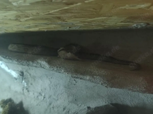 0.1 Kornnatter (Sunkissed Motley Anery) Bild 6