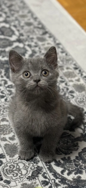 Britisch Kurzhaar Kitten in Blau   