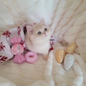 Reinrassiges Britisch Kurzhaar-Kätzchen.