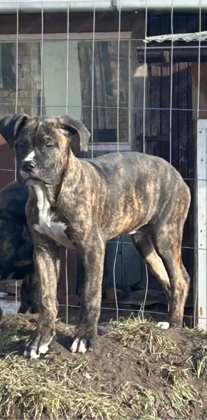 Cane Corso mischling Welpen