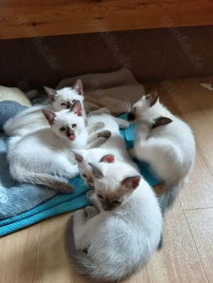 5 hübsche Siam Kätzchen zu verkaufen