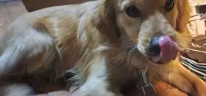 Golden Retriever Mischling Rüde 