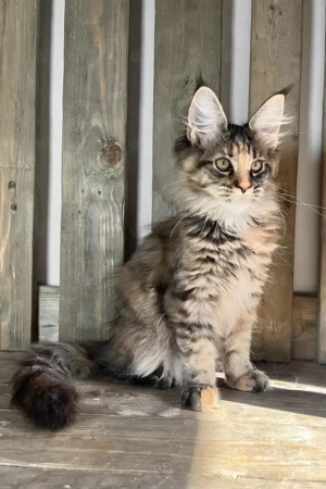 Maine-Coon-Mädchen  braun-schildpattfarben mit weißen Abzeichen, 4 Monate alt, geimpft