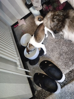 verkaufe ein shih tzu mix Bild 2
