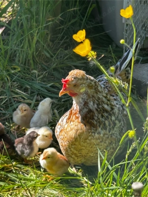 Bruteier Isländische Landnahmehühner 