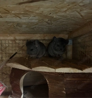 Zuckersüße Chinchilla Babys suchen bald ein liebevolles Zuhause