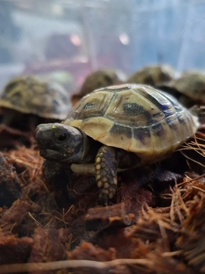 griechische Landschildkröten NZ 25 mit CITES 