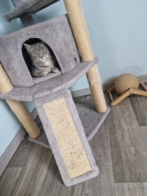 Kleiner Kater Findus aus Tierschutz