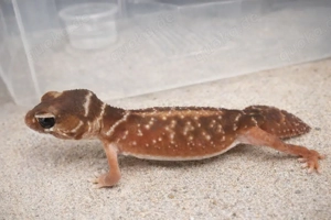 Nephrurus Levis Levis weibchen 