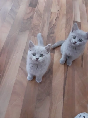bkh kitten brittischkurzhaar kätzchen