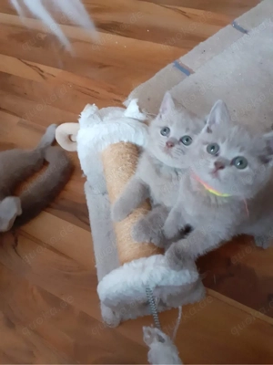 bkh kitten brittischkurzhaar kätzchen