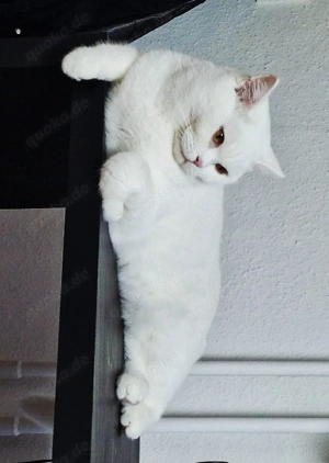 Wunderschöner Britisch Kurzhaar Kater  Aslan  sucht ein liebevolles Zuhause