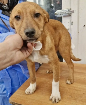 Bildhübscher Welpenjunge Clyde