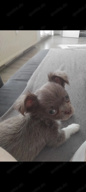 Chihuahua welpen rüde 