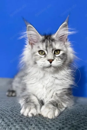 Maine Coon Mädchen  Black Tortie Smoke, 4 Monate, geimpft