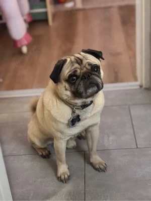 Mopsrüde sucht neues Zuhause.