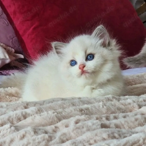 Ragdoll-Kätzchen WhatsApp: (15510055069)