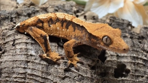 Kronengecko 0.0.1 Correlophus ciliatus