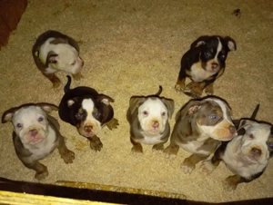 Old english bulldogen