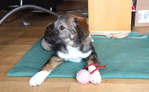 Welpentypisch lebensfrohe Alana sucht Zuhause Bild 9