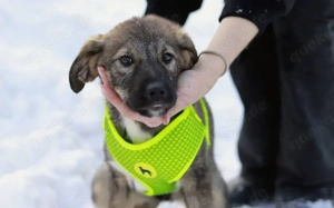 Welpentypisch lebensfrohe Alana sucht Zuhause Bild 3