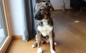 Welpentypisch lebensfrohe Alana sucht Zuhause Bild 7