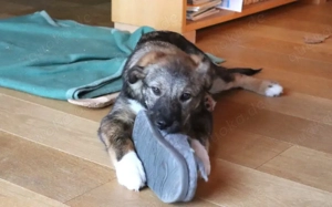 Welpentypisch lebensfrohe Alana sucht Zuhause Bild 5