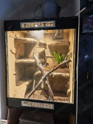 Terrarium 100x60x125cm 2 Königspythons + Zubehör