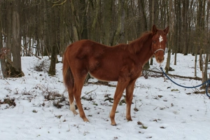 Oldenburger Stutfohlen mix Absetzer Jährling 