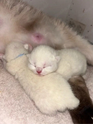 Siam Lilac Point kitten babykatze