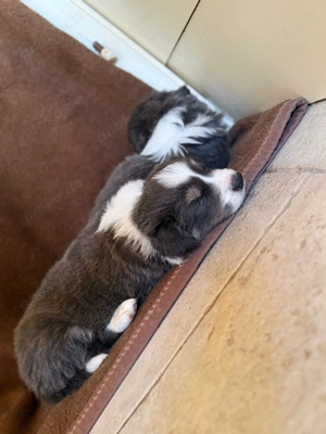 6 Süße BorderCollie Welpen Bild 4