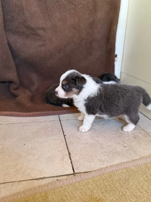 6 Süße BorderCollie Welpen Bild 3