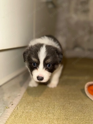 6 Süße BorderCollie Welpen Bild 2