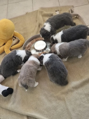 6 Süße BorderCollie Welpen Bild 5