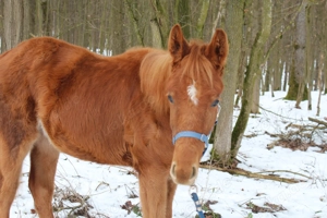 Bayern Mix Hengstfohlen Absetzer Jährling Hengst
